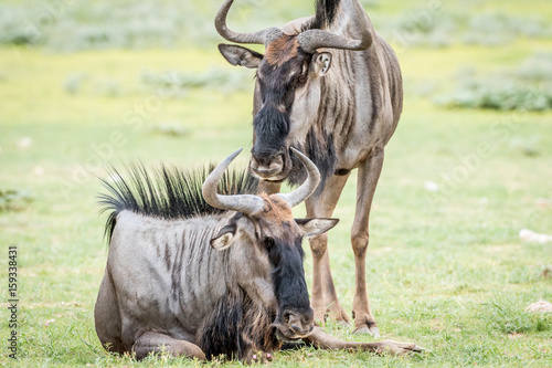 Fototapeta Naklejka Na Ścianę i Meble -  Two Blue wildebeests in the grass.