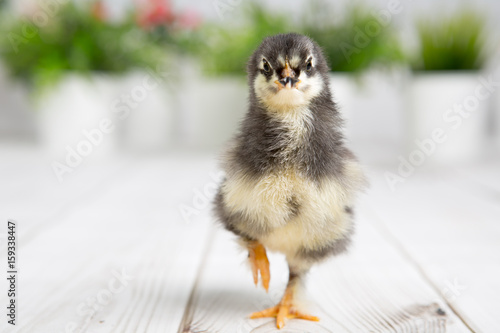 nestling chick. farm chicken.baby