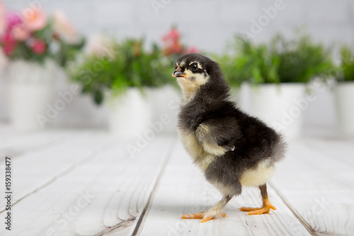 nestling chick. farm chicken.baby © cs333