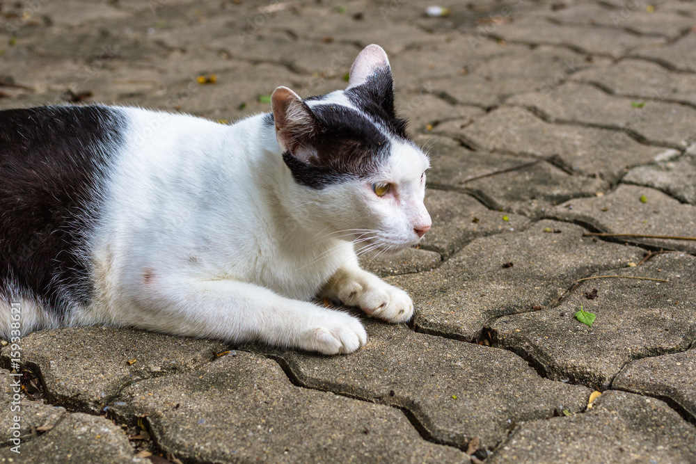 タイ・バンコク・ルンピニパーク・猫 タイ・バンコク・ルンピニパーク・猫