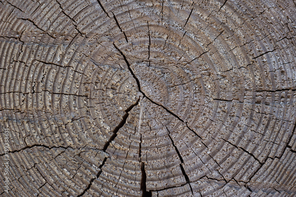 Fototapeta premium texture of a brown round wooden log