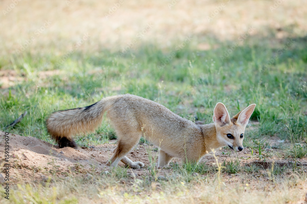 Cape fox standing in the sand in Kalagadi.
