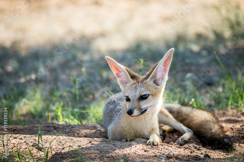 Cape fox laying down in the sand.