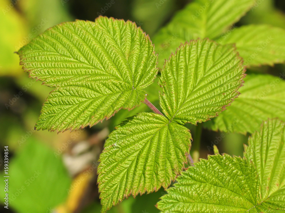 Relief leaves of raspberry. Shallow depth of field Relief leaves of raspberry. Shallow depth of field