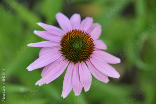 flower nature purple daisy garden