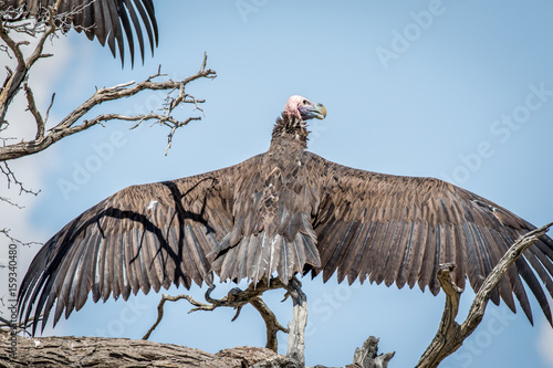 Lappet-faced vulture spreading his wings. photo