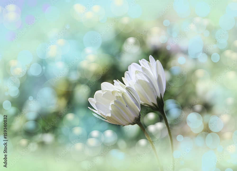 flores blancas en el campo Stock Photo | Adobe Stock flores blancas en el campo Stock Photo | Adobe Stock