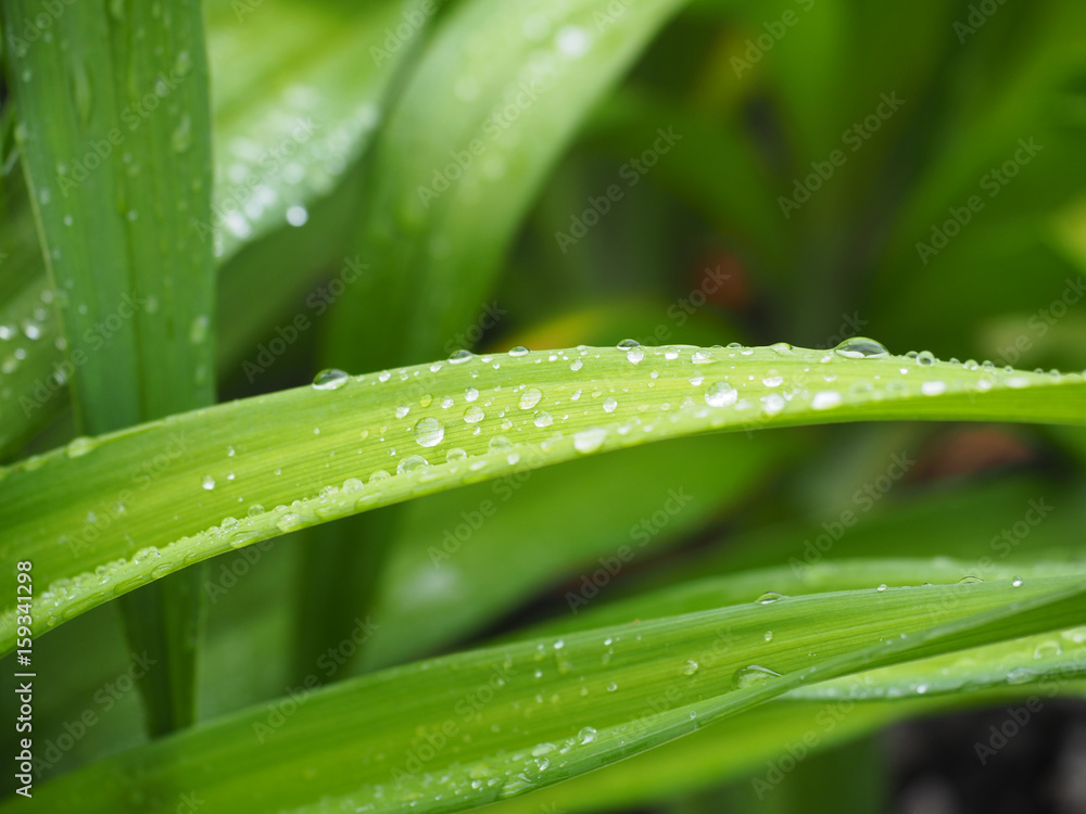 Close up of green leaves with raindrops. Close up of green leaves with raindrops.