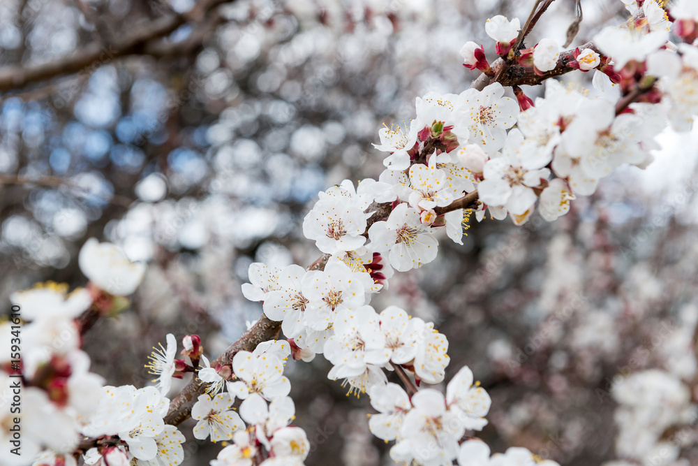 Blossoming spring tree of cherry. Season of cherry blossom. Blossoming spring tree of cherry. Season of cherry blossom.