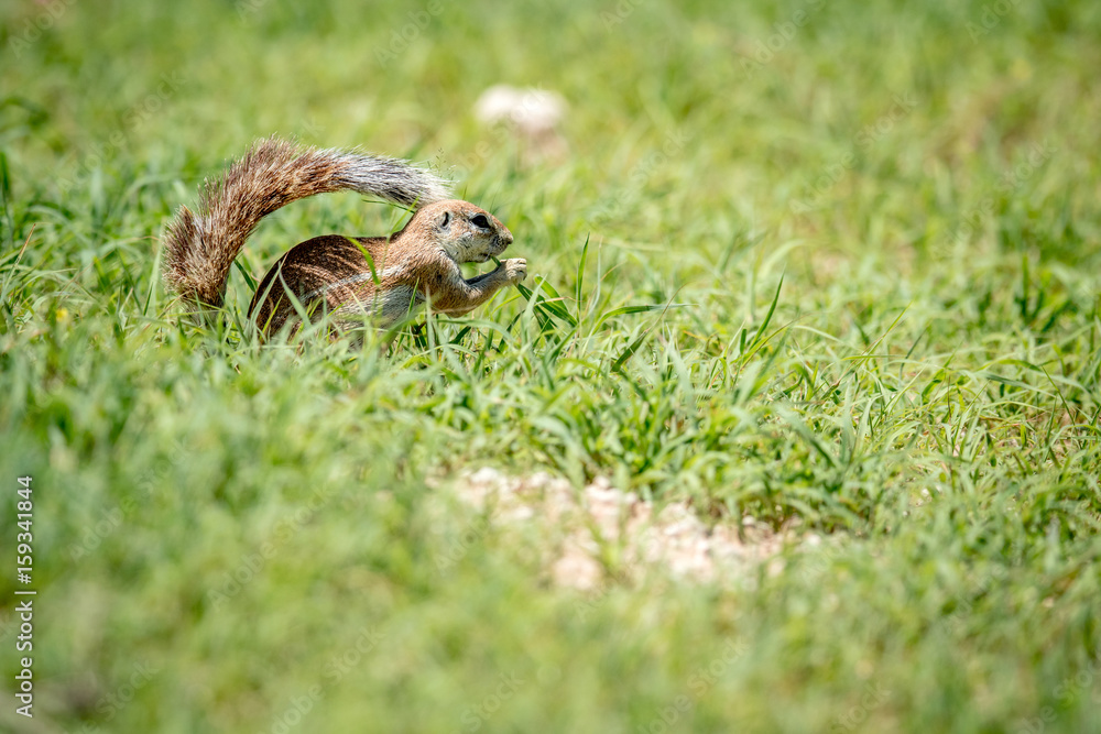 Fototapeta premium Ground squirrel eating grass in Kalagadi.