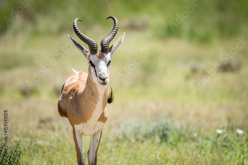 Springbok starring at the camera.