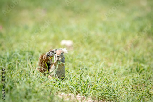 Ground squirrel eating grass in Kalagadi. © simoneemanphoto