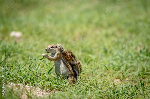 Ground squirrel eating grass in Kalagadi. © simoneemanphoto