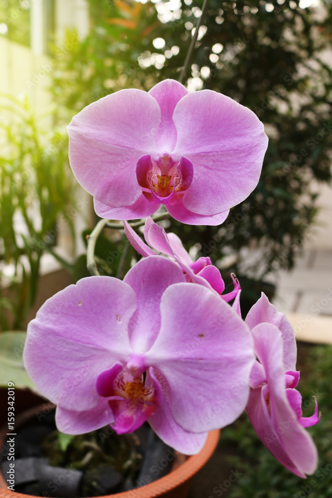 Obraz premium Orchid flower, flower of indonesia, plant of indonesia, flower of asian, indonesia | Asian