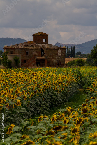 Former Glory- An old, abandoned farmhouse sits amid a vibrant filed of sunflowers on a sunny day.