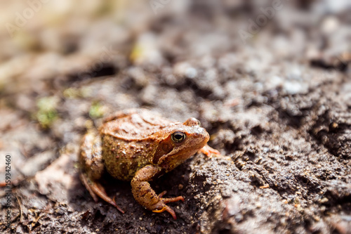 Closeup image of brown frog sitting in mud in russian forest.