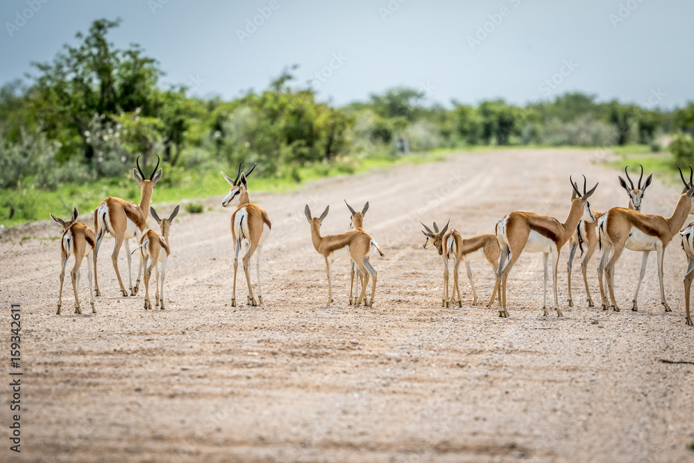 Herd of Springboks standing on the road. Herd of Springboks standing on the road.