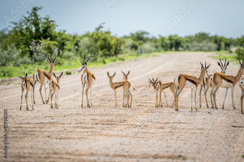 Herd of Springboks standing on the road.