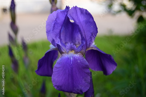 Fototapeta Naklejka Na Ścianę i Meble -  Синие крылья