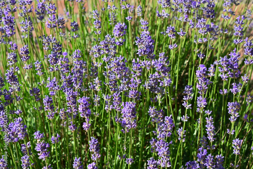 Naklejka premium Lavenders in the summer
