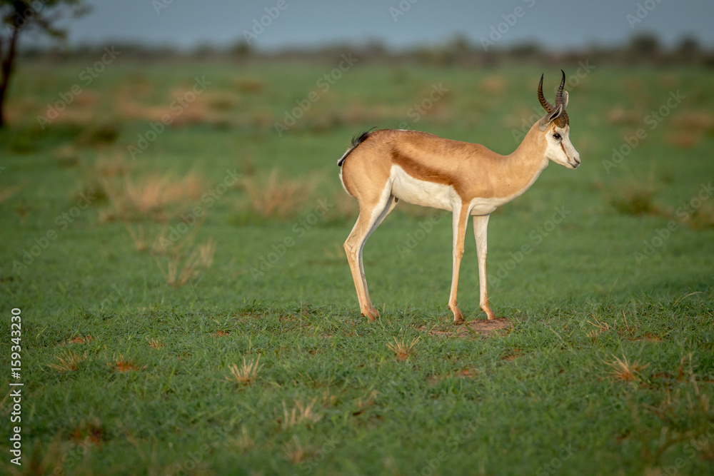 Springbok standing in the grass. Springbok standing in the grass.