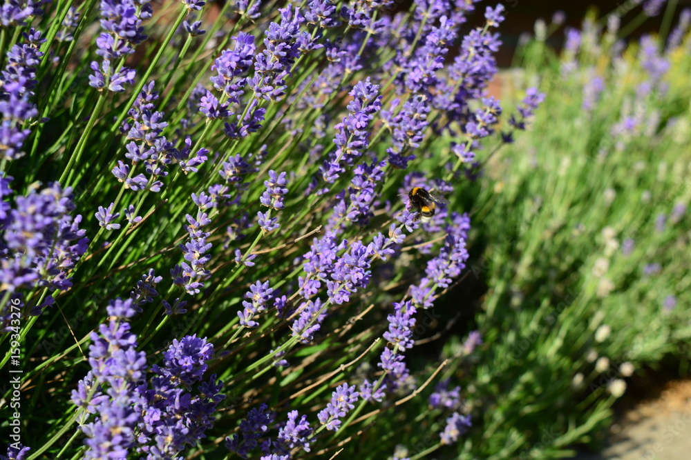 Obraz premium Lavenders in the summer