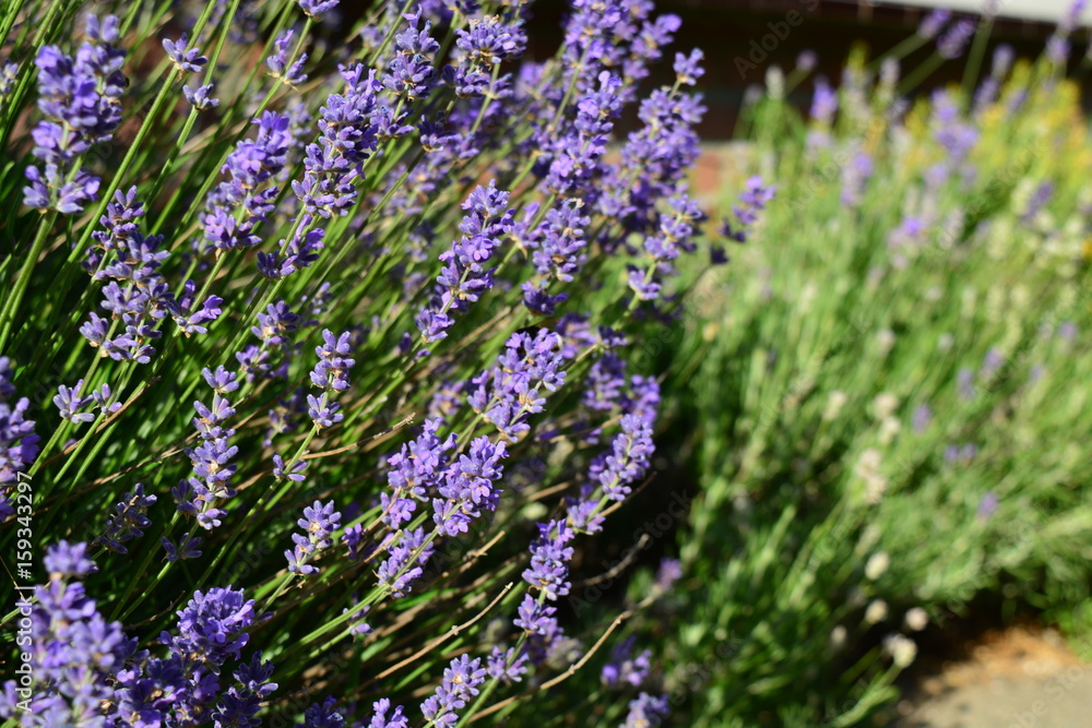 Obraz premium Lavenders in the summer