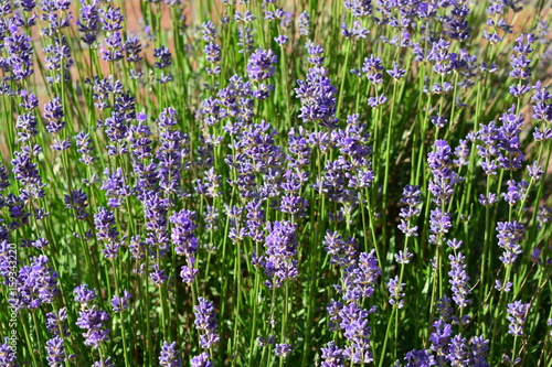 Lavenders in the summer