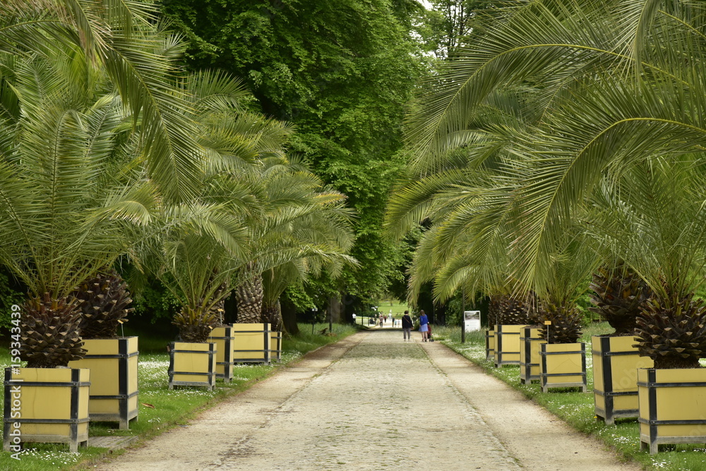 L'allée principale garnie de petit palmiers à l'entrée du Jardin Botanique National à Meise au nord de Bruxelles 