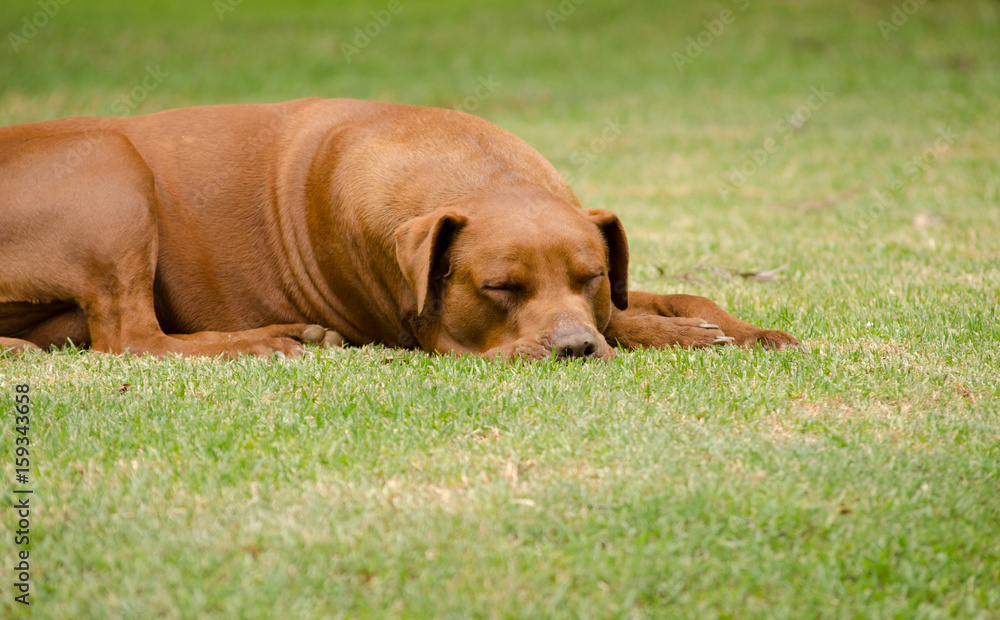 Dog Sleeping