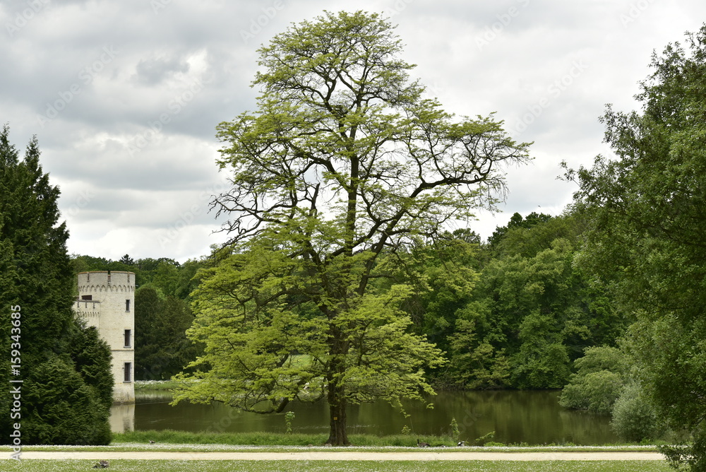 L'un des spécimens d'arbre de collection près du château de Bouchout au Jardin Botanique Nationale de Meise 