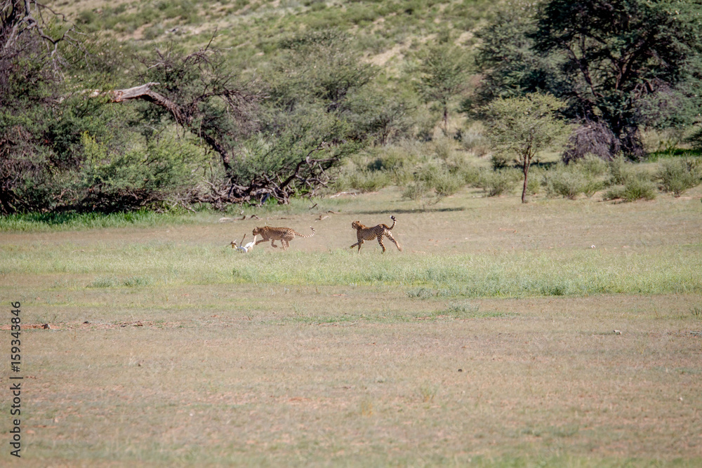 Two Cheetahs catching a Springbok. Two Cheetahs catching a Springbok.