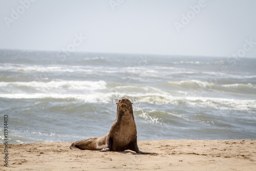 Cape fur seal starring at the camera.