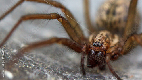 Huge Spider Jaw