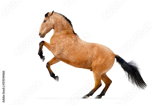 lusitano horse rearing isolated on white photo