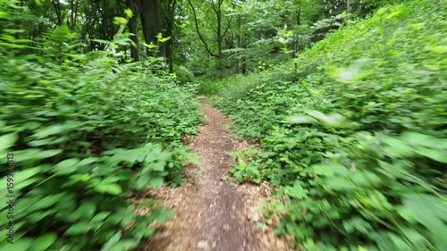 walking through the forest
