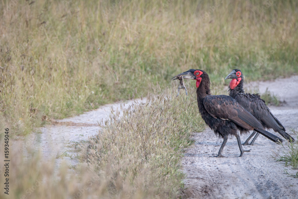 Two Southern ground hornbill walking on the road.