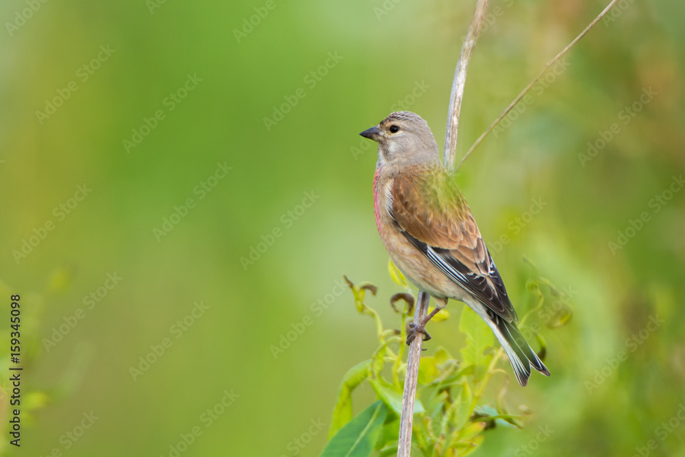 The singing bird Carduelis cannabina. Green blurred background. Summer. The singing bird Carduelis cannabina. Green blurred background. Summer.