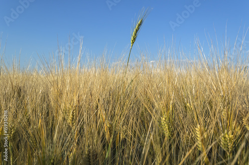 Field of rye  Agricultural concept.