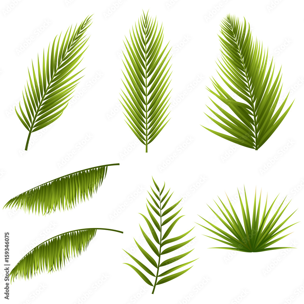 Realistic tropical green palm leaves set isolated on white background. Exotic jungle flora. Elements for your design. Vector illustration. Realistic tropical green palm leaves set isolated on white background. Exotic jungle flora. Elements for your design. Vector illustration.