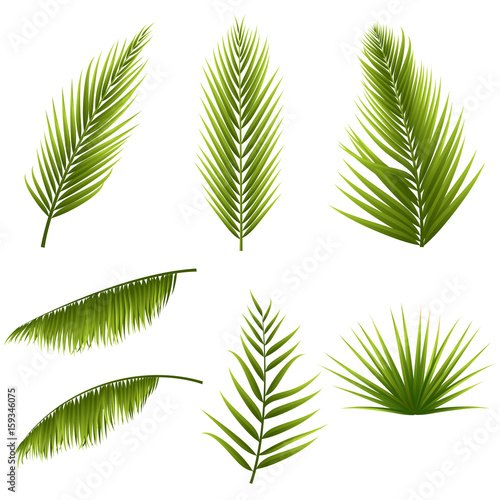 Realistic tropical green palm leaves set isolated on white background. Exotic jungle flora. Elements for your design. Vector illustration.