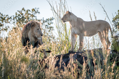 A mating couple of Lions standing on a ridge. © simoneemanphoto