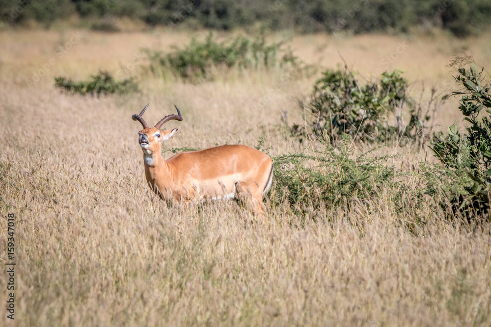Fototapeta premium A male Impala standing in the grass.