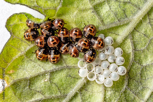 Schlüpfende Marienkäferlarven mit Eiern 