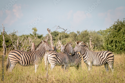 A group of Zebras bonding in the grass.