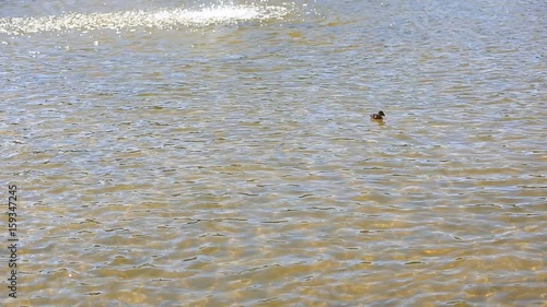 Ducks with ducklings swimming in lake. photo