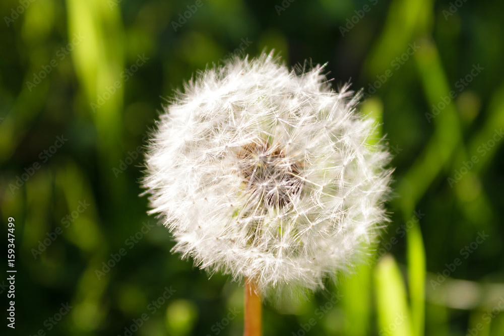 Photo of a dandelion on a green grass background Photo of a dandelion on a green grass background