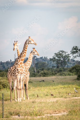 Fototapeta Naklejka Na Ścianę i Meble -  Three Giraffes bonding in the grass.