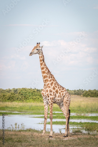 A Giraffe standing in the grass.