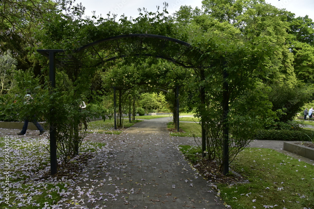 Voûtes de verdure ombragées au jardin de l'orangerie du Jardin Botanique National de Belgique à Meise Voûtes de verdure ombragées au jardin de l'orangerie du Jardin Botanique National de Belgique à Meise